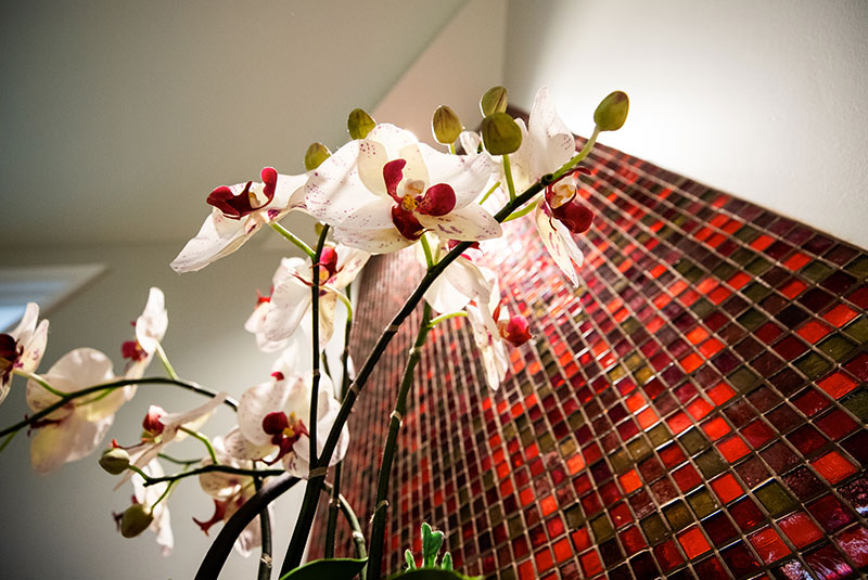 orchid infront of redtile